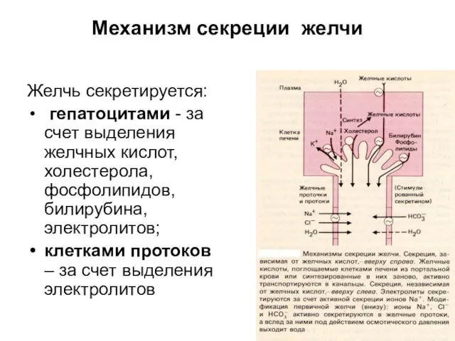 Механизм секреции желчи Желчь секретируется: гепатоцитами - за счет выделения желчных кислот,