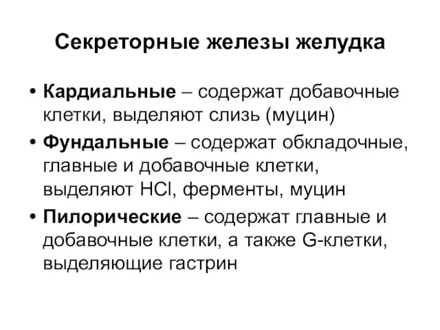 Секреторные железы желудка Кардиальные – содержат добавочные клетки, выделяют слизь (муцин) Фундальные