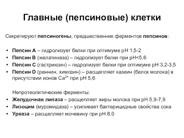 Главные (пепсиновые) клетки Секретируют пепсиногены, предшественник ферментов пепсинов: Пепсин А – гидролизует