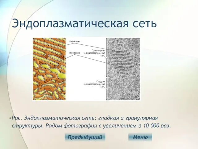 Эндоплазматическая сеть Рис. Эндоплазматическая сеть: гладкая и гранулярная структуры. Рядом фотография с