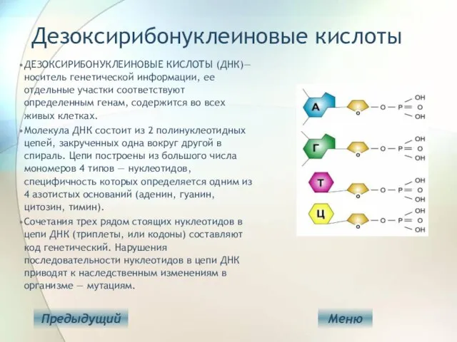 Дезоксирибонуклеиновые кислоты ДЕЗОКСИРИБОНУКЛЕИНОВЫЕ КИСЛОТЫ (ДНК)— носитель генетической информации, ее отдельные участки соответствуют