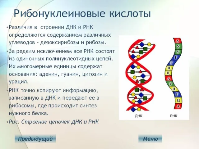 Рибонуклеиновые кислоты Различия в строении ДНК и РНК определяются содержанием различных углеводов