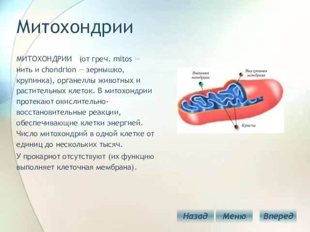 Митохондрии МИТОХОНДРИИ (от греч. mitos — нить и chondrion — зернышко, крупинка),