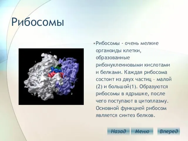 Рибосомы Рибосомы - очень мелкие органоиды клетки, образованные рибонуклеиновыми кислотами и белками.