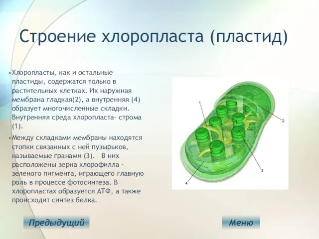 Строение хлоропласта (пластид) Хлоропласты, как и остальные пластиды, содержатся только в растительных