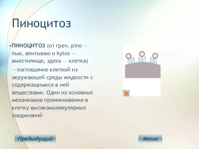 Пиноцитоз ПИНОЦИТОЗ (от греч. pino — пью, впитываю и kytos — вместилище,