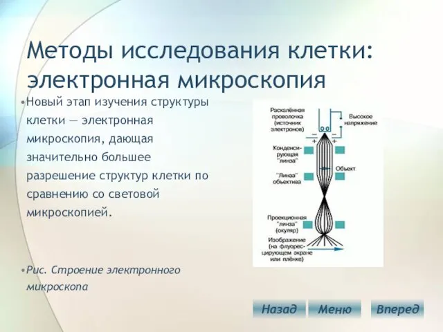 Методы исследования клетки: электронная микроскопия Новый этап изучения структуры клетки — электронная