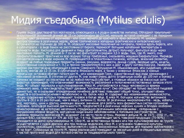 Мидия съедобная (Mytilus edulis) Группа видов двустворчатых моллюсков, относящихся к 4 родам