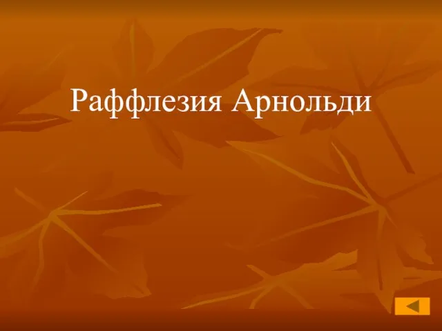 Раффлезия Арнольди