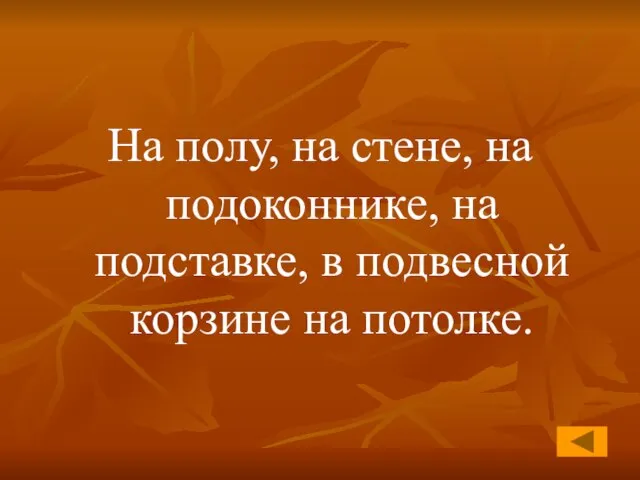 На полу, на стене, на подоконнике, на подставке, в подвесной корзине на потолке.