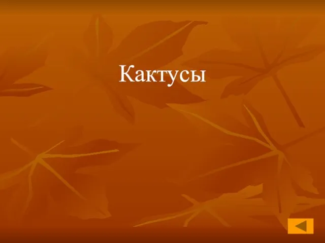 Кактусы