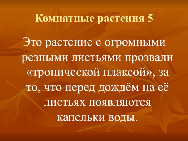 Комнатные растения 5 Это растение с огромными резными листьями прозвали «тропической плаксой»,