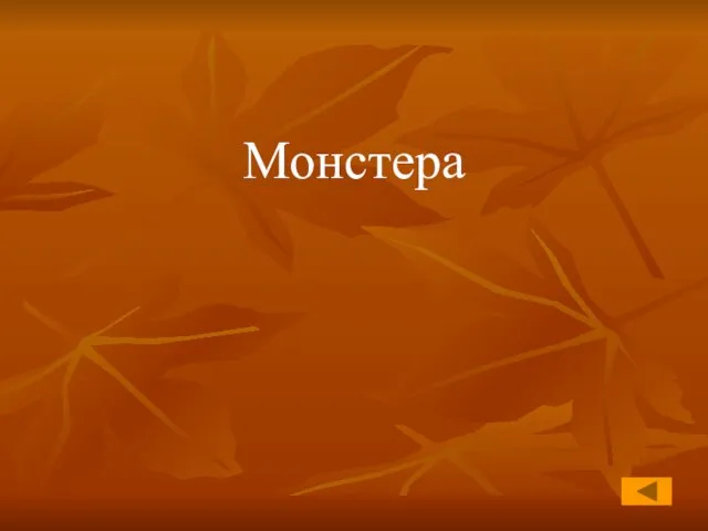 Монстера