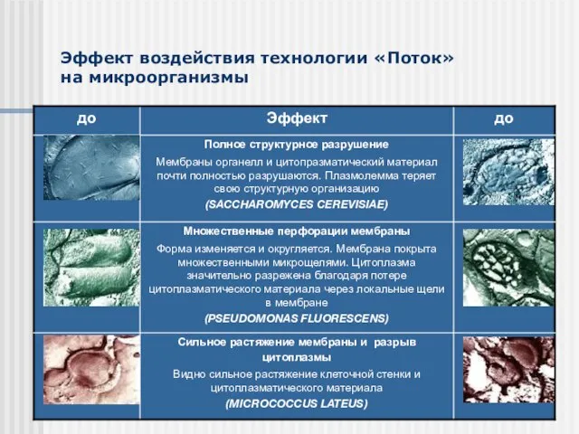 Эффект воздействия технологии «Поток» на микроорганизмы