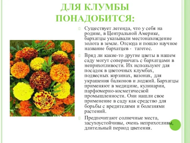 ДЛЯ КЛУМБЫ ПОНАДОБИТСЯ: Существует легенда, что у себя на родине, в Центральной