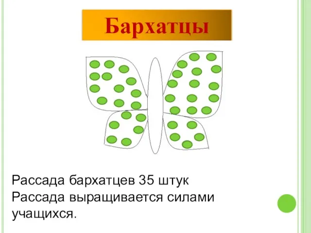 Бархатцы Рассада бархатцев 35 штук Рассада выращивается силами учащихся.