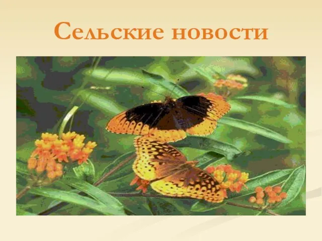 Сельские новости