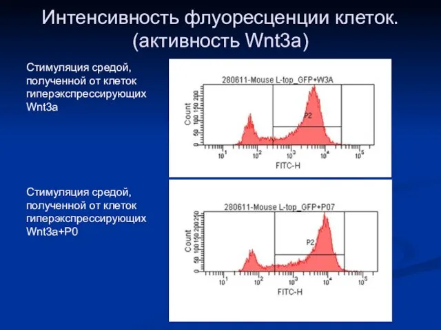 Интенсивность флуоресценции клеток. (активность Wnt3a) Стимуляция средой, полученной от клеток гиперэкспрессирующих Wnt3a+P0