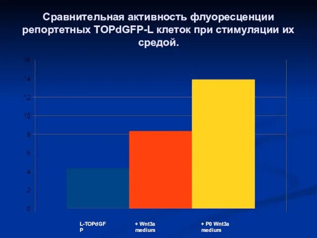 Сравнительная активность флуоресценции репортетных TOPdGFP-L клеток при стимуляции их средой. L-TOPdGFP +