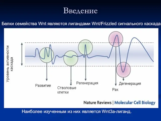 Введение Белки семейства Wnt являются лигандами Wnt/Frizzled сигнального каскада. Наиболее изученным из них является Wnt3a-лиганд.