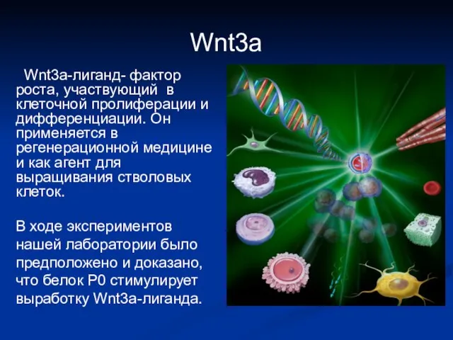 Wnt3а Wnt3а-лиганд- фактор роста, участвующий в клеточной пролиферации и дифференциации. Он применяется