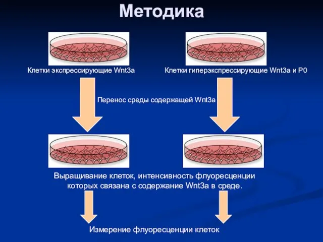 Методика Клетки экспрессирующие Wnt3а Клетки гиперэкспрессирующие Wnt3а и Р0 Перенос среды содержащей