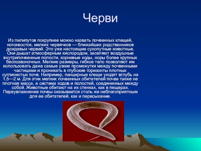 Черви Из лилипутов покрупнее можно назвать почвенных клещей, ногохвосток, мелких червячков —