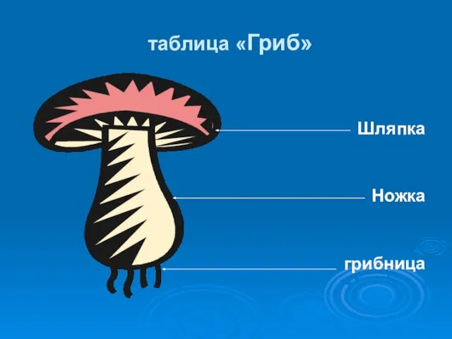 таблица «Гриб» Шляпка Ножка грибница