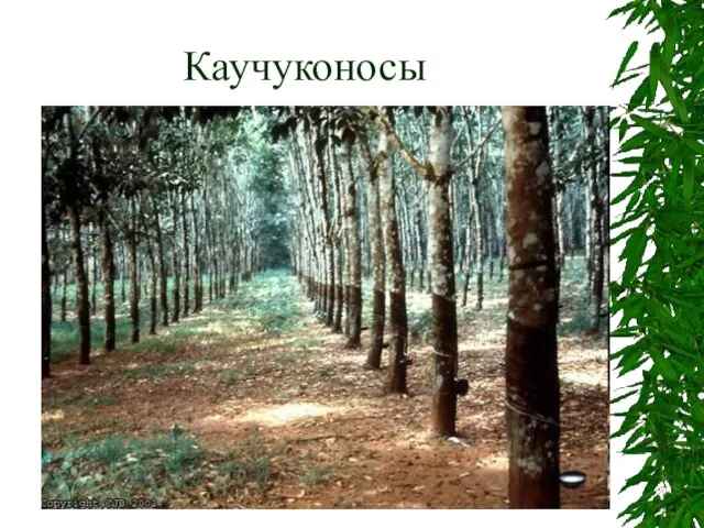 Каучуконосы