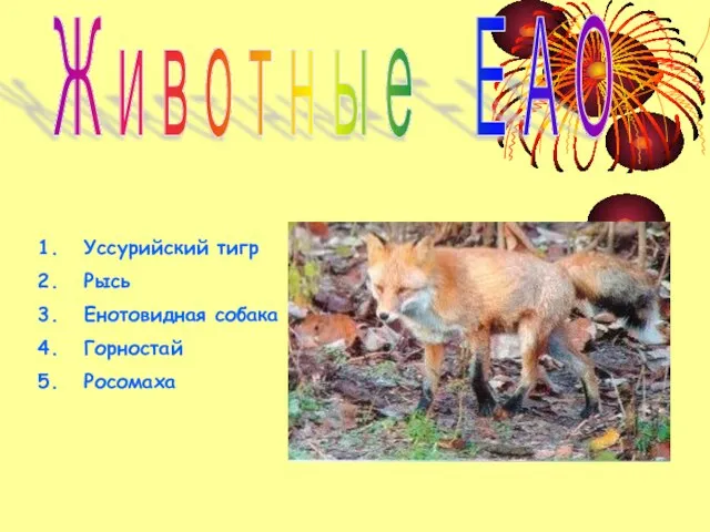 Ж и в о т н ы е Е А О Уссурийский