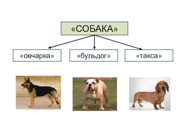 «СОБАКА» «овчарка» «бульдог» «такса»