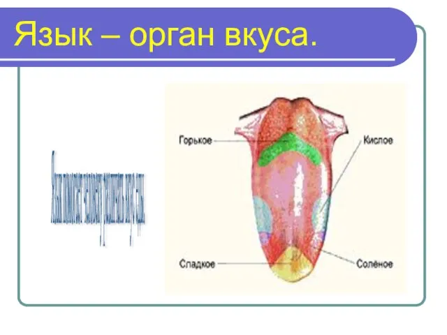 Язык – орган вкуса. Язык помогает человеку различать вкус еды.