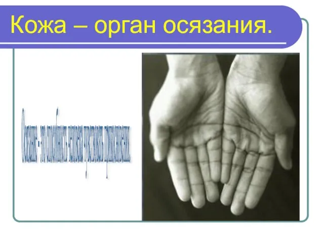 Кожа – орган осязания. Осязание - это способность человека чувствовать прикосновения.