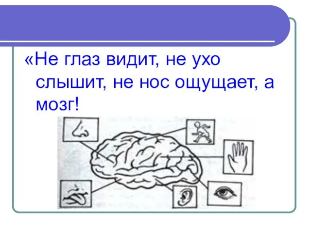 «Не глаз видит, не ухо слышит, не нос ощущает, а мозг!