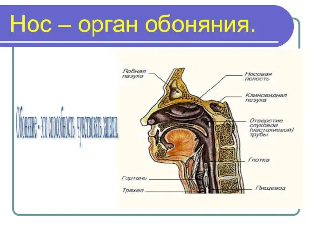 Нос – орган обоняния. Обоняние - это способность чувствовать запахи.