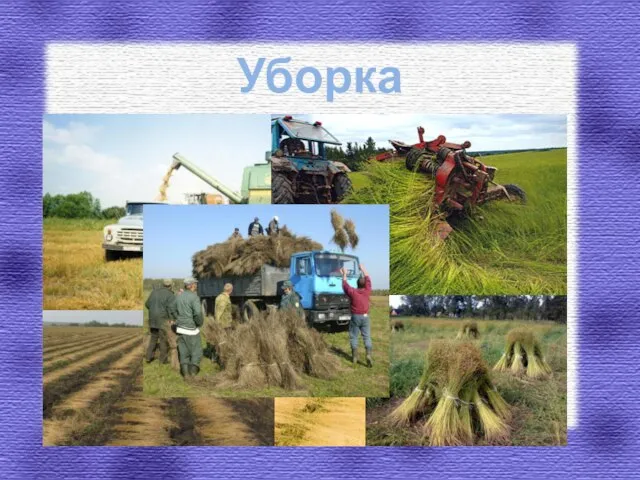 Уборка льна