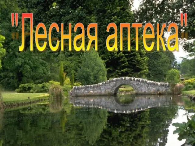 "Лесная аптека"