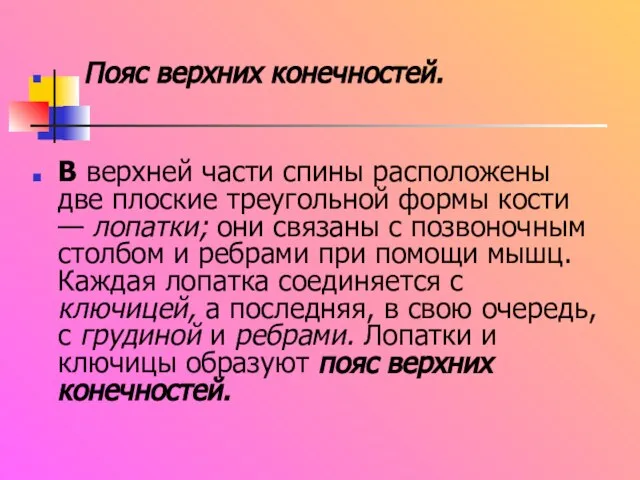 Пояс верхних конечностей. В верхней части спины расположены две плоские треугольной формы