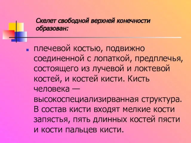 плечевой костью, подвижно соединенной с лопаткой, предплечья, состоящего из лучевой и локтевой