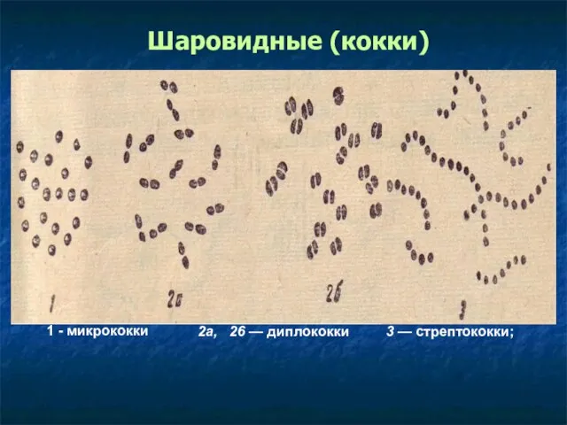 Шаровидные (кокки) 2а, 26 — диплококки 3 — стрептококки; 1 - микрококки