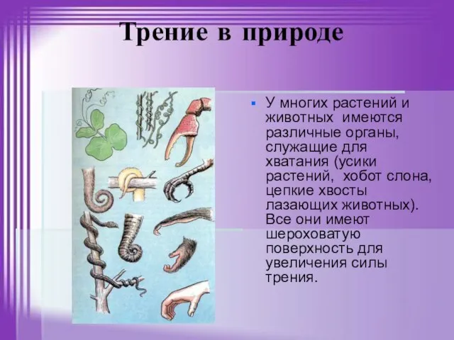 Трение в природе У многих растений и животных имеются различные органы, служащие