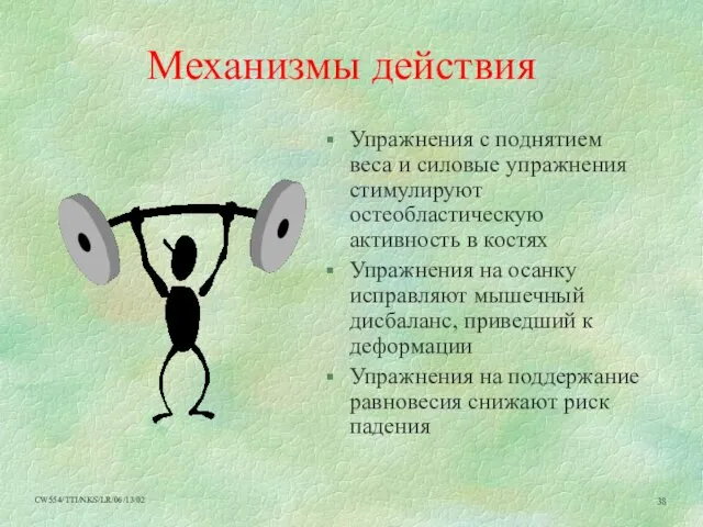 Механизмы действия Упражнения с поднятием веса и силовые упражнения стимулируют остеобластическую активность