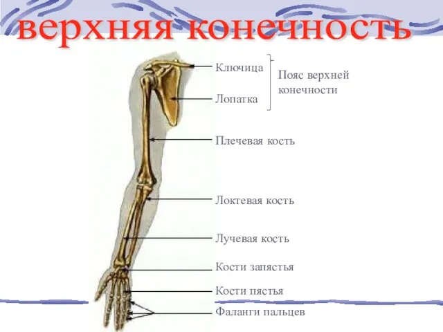 верхняя конечность Ключица Лопатка Плечевая кость Локтевая кость Лучевая кость Кости запястья