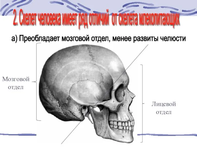 Мозговой отдел Лицевой отдел 2. Скелет человека имеет ряд отличий от скелета