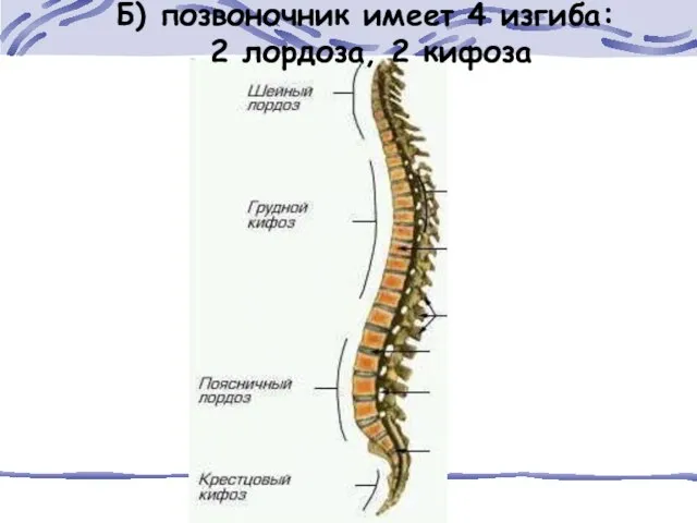 Б) позвоночник имеет 4 изгиба: 2 лордоза, 2 кифоза