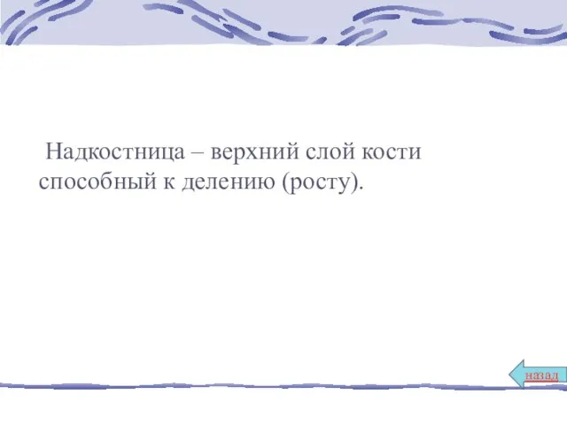 Надкостница – верхний слой кости способный к делению (росту). назад