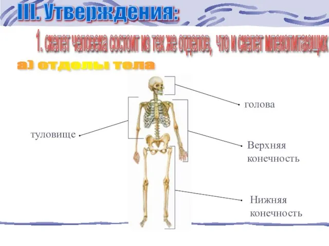 1. скелет человека состоит из тех же отделов, что и скелет млекопитающих