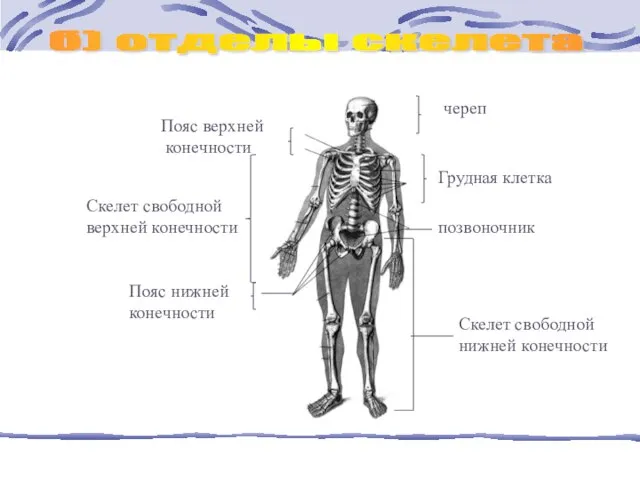 б) отделы скелета череп Пояс верхней конечности Скелет свободной нижней конечности Скелет