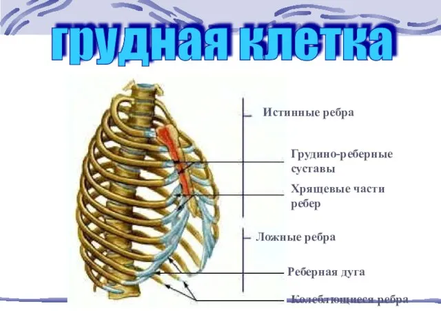 грудная клетка Истинные ребра Грудино-реберные суставы Хрящевые части ребер Ложные ребра Реберная дуга Колеблющиеся ребра