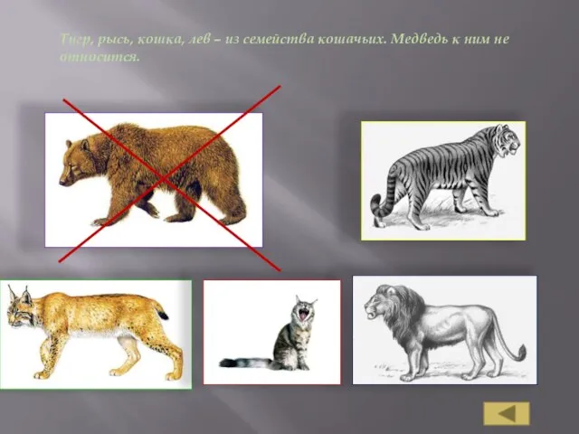 Тигр, рысь, кошка, лев – из семейства кошачьих. Медведь к ним не относится.
